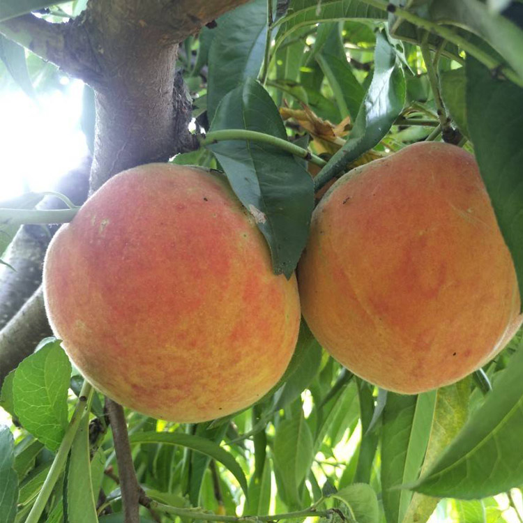中桃金美——新品种黄桃