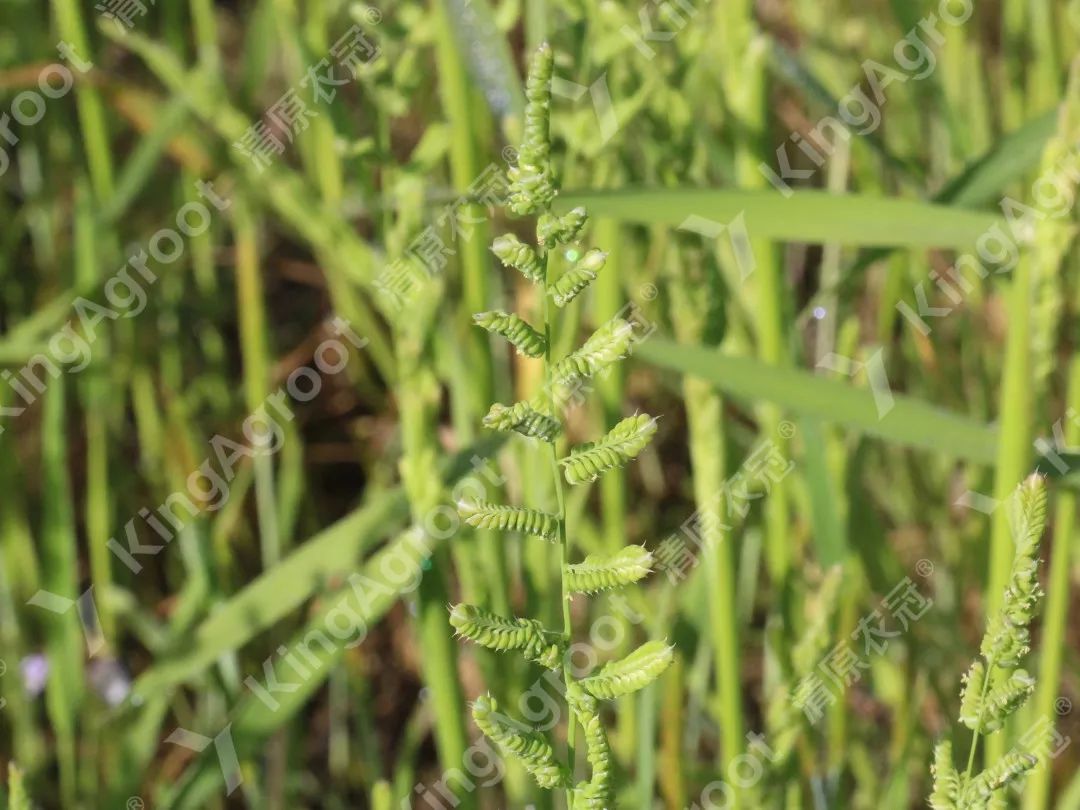 菵草 beckmannia syzigachne禾本科 菵草属中国麦田常见阔叶杂草图谱