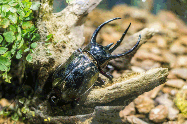 凶巴巴又呆萌的天牛耀着光芒的美丽蝴蝶,色泽鲜艳的甲虫昆虫摄影比赛