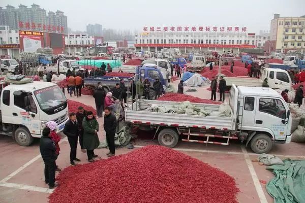 40万亩以上, 中国三樱椒之乡 ,看柘城辣椒品牌如何打造