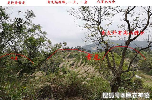 风水骑龙格中不多见的回龙顾祖—倒骑龙