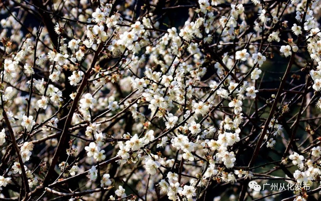 宜居宜业宜游看从化丨爱上从化的10000个理由