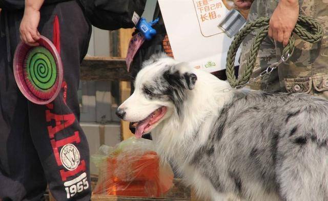 就这6个理由,我决定把"边境牧羊犬"带回家_边牧