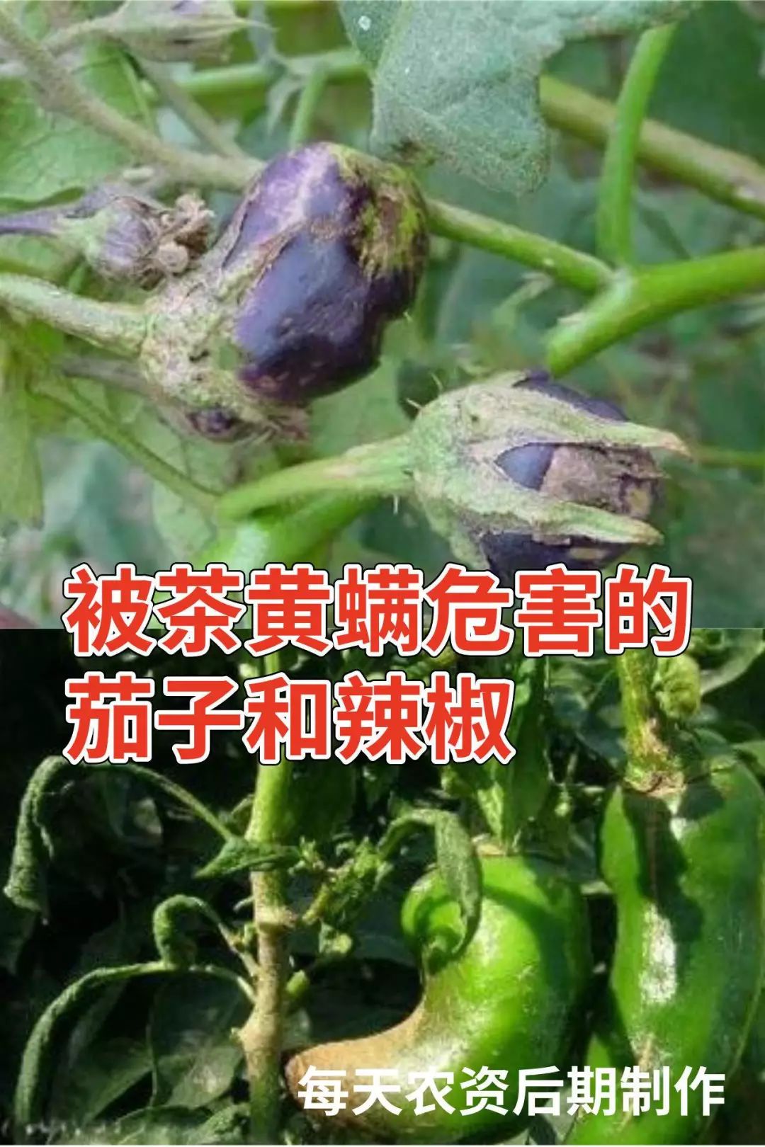 茶黄螨是危害蔬菜比较严重的害螨之一,危害的作物有  黄瓜,茄子