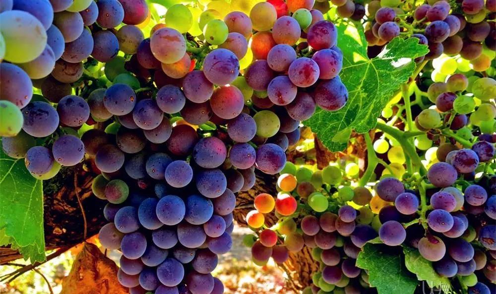 世界十大葡萄品种,你知道多少?