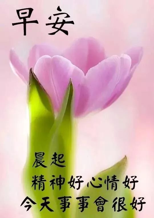2019最新版漂亮鲜花早上好美图朋友圈温馨早上好问候暖心语录