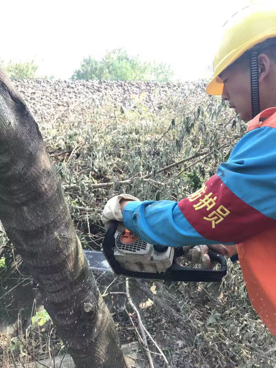 一线动态 当砍树用上了机器人