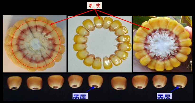 完熟期是玉米收获的最佳时期:玉米成熟经历乳熟期,蜡熟期,完熟期三个