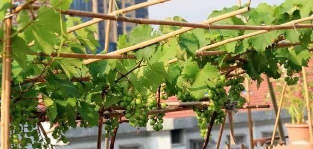 怎么种香蕉盆栽 e803690ca9894e13af4260ea4d153b00.jpeg