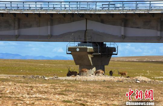 成群藏羚羊在可可西里火车桥下乘凉