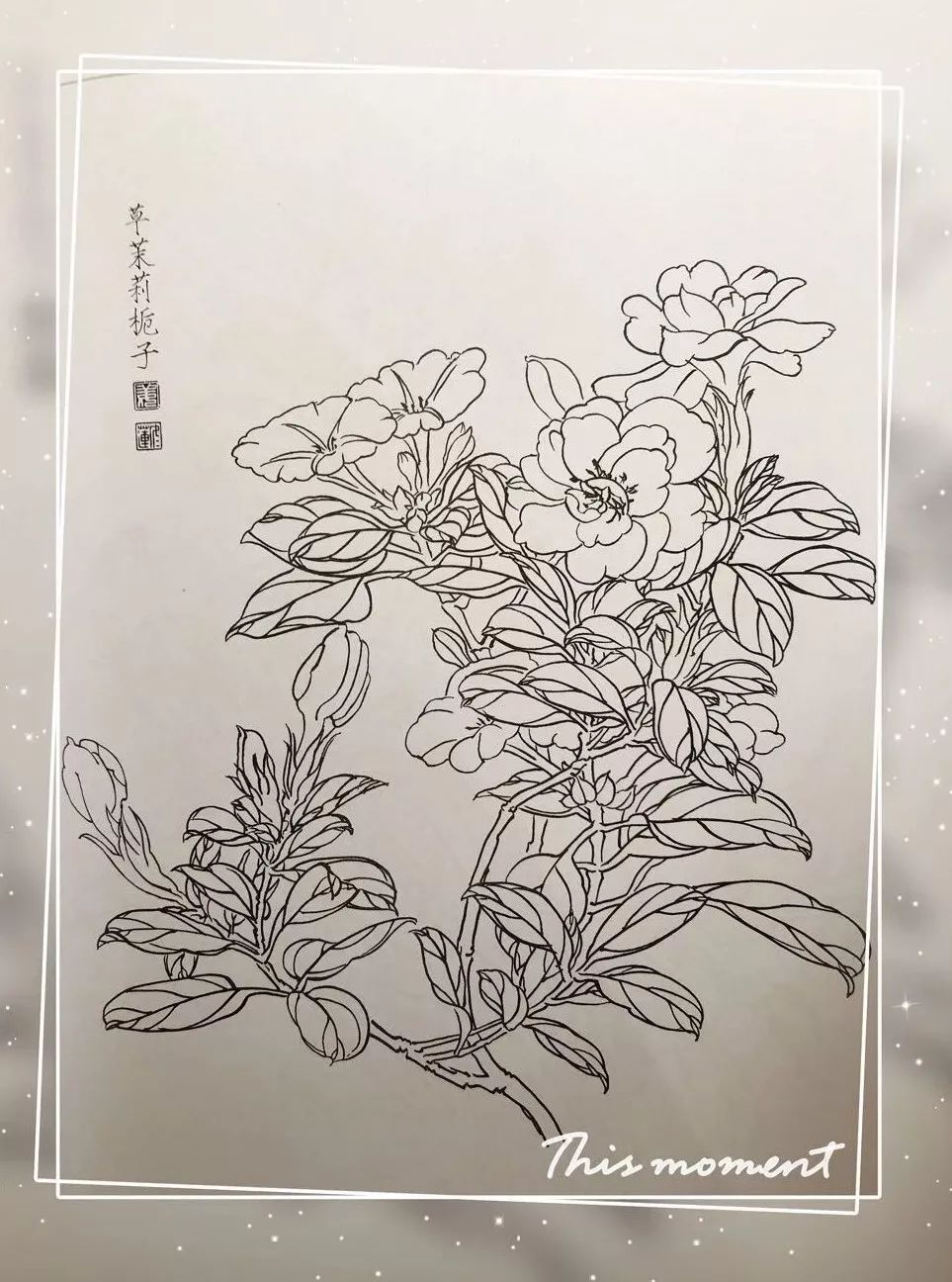 白描花卉的用线,又学会一招!_线条