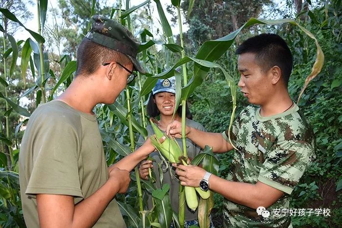 玉米地衣服怎么搭_玉米地简笔画怎么画(2)