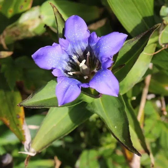 9月16日处女星座花「海紫苑&龙胆草」