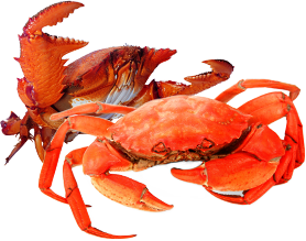 139db034621346c7acbe7f6d48cc884b.png