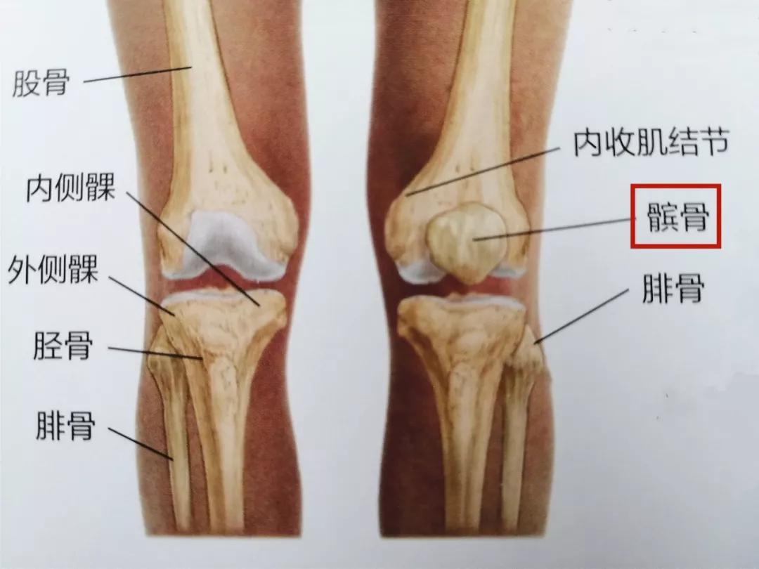 解剖学与治疗学的结合( 第3版) 髌股关节疼痛综合征是以髌骨后方,下面