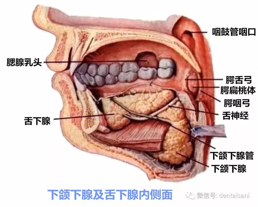 牙医干货值得收藏的口腔解剖图和牙齿记忆口诀