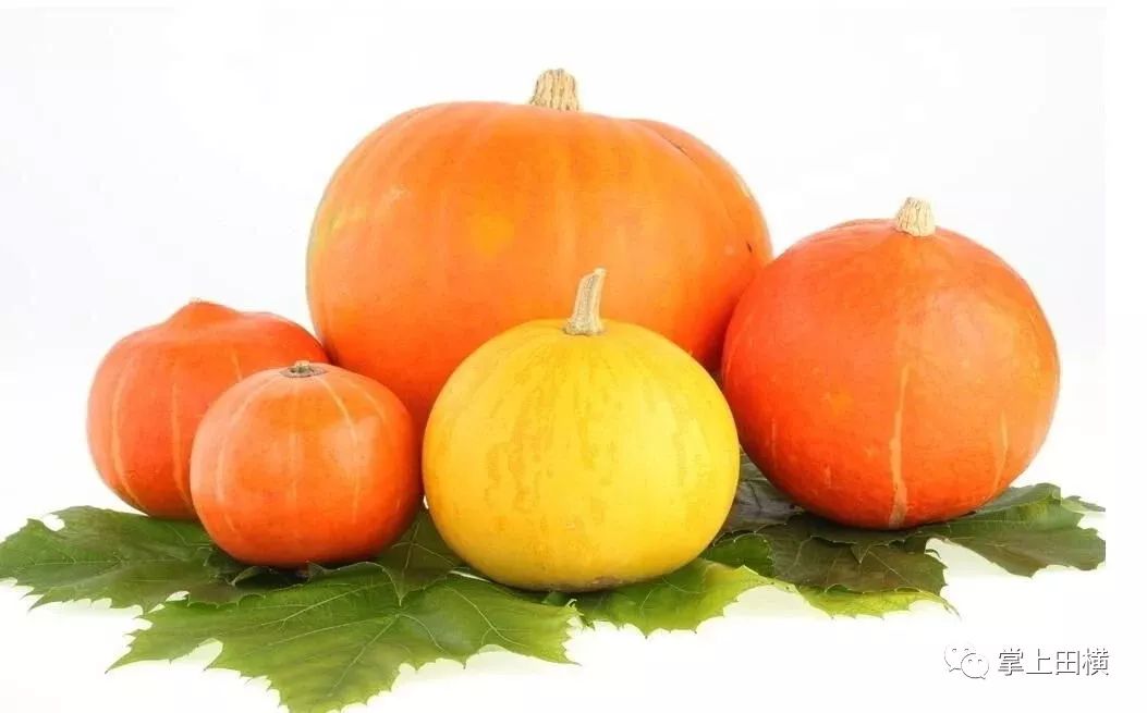 王南瓜吃了什么好处 77a1aba5d3ed402e8e983d2cb01c69a5.jpeg