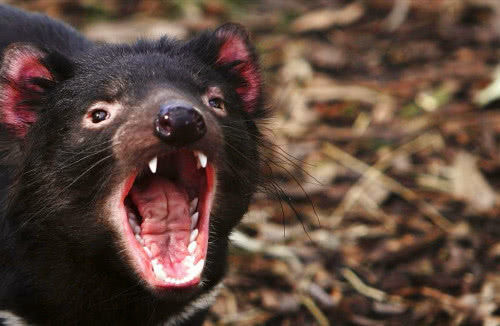 平头哥是什么动物的天敌 77ceaca6a8e44325af783cc20574c363.jpeg