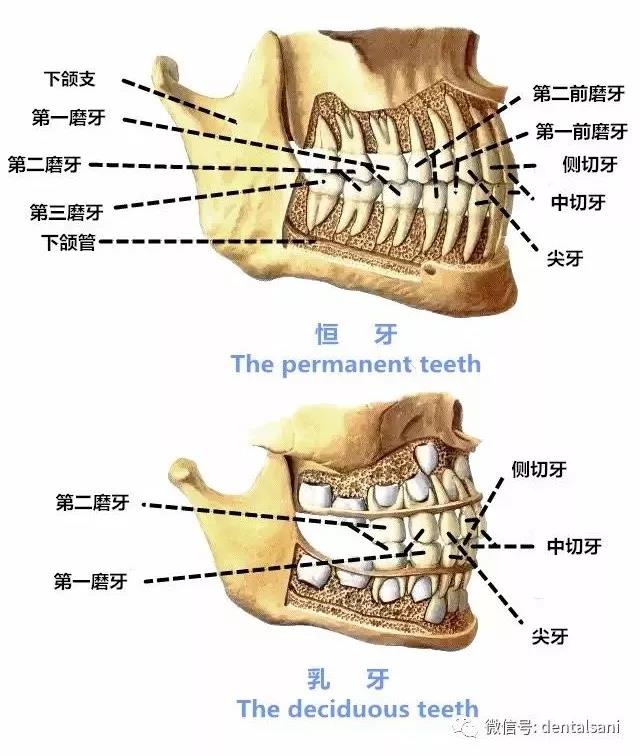 【牙医干货】值得收藏的口腔解剖图和牙齿记忆口诀