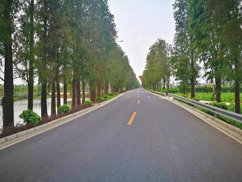 南沙最美农村"示范"公路新鲜出炉!_道路