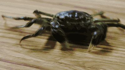 螃蟹缺一条腿猜成语_螃蟹卡通图片