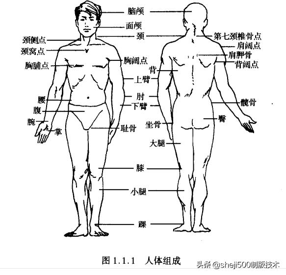 人体运动的动作原理是什么(3)