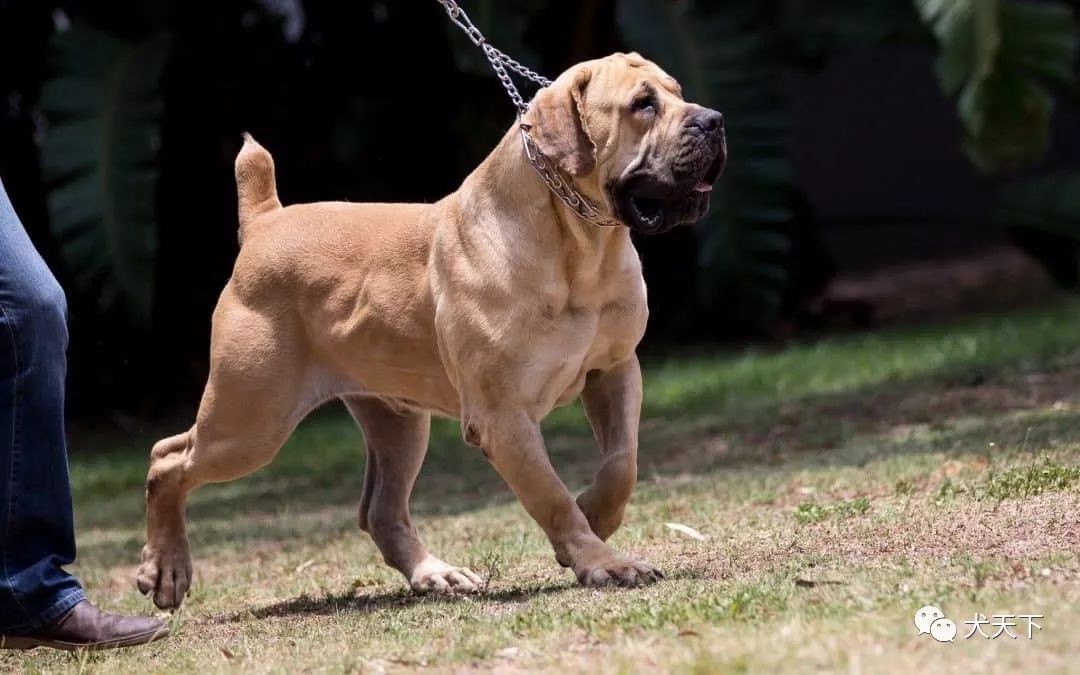 点指名犬威严的力量守护者南非獒犬