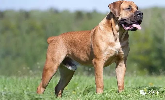 点指名犬威严的力量守护者南非獒犬