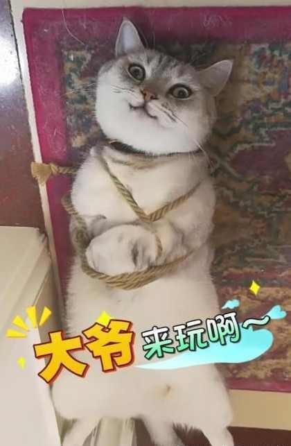 主人将闯祸的猫咪五花大绑给教训,但是那小眼神没有愧疚