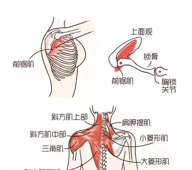 对于我们正常人来说,肩胛骨应该是紧紧的贴着我们的胸壁的,两个肩胛