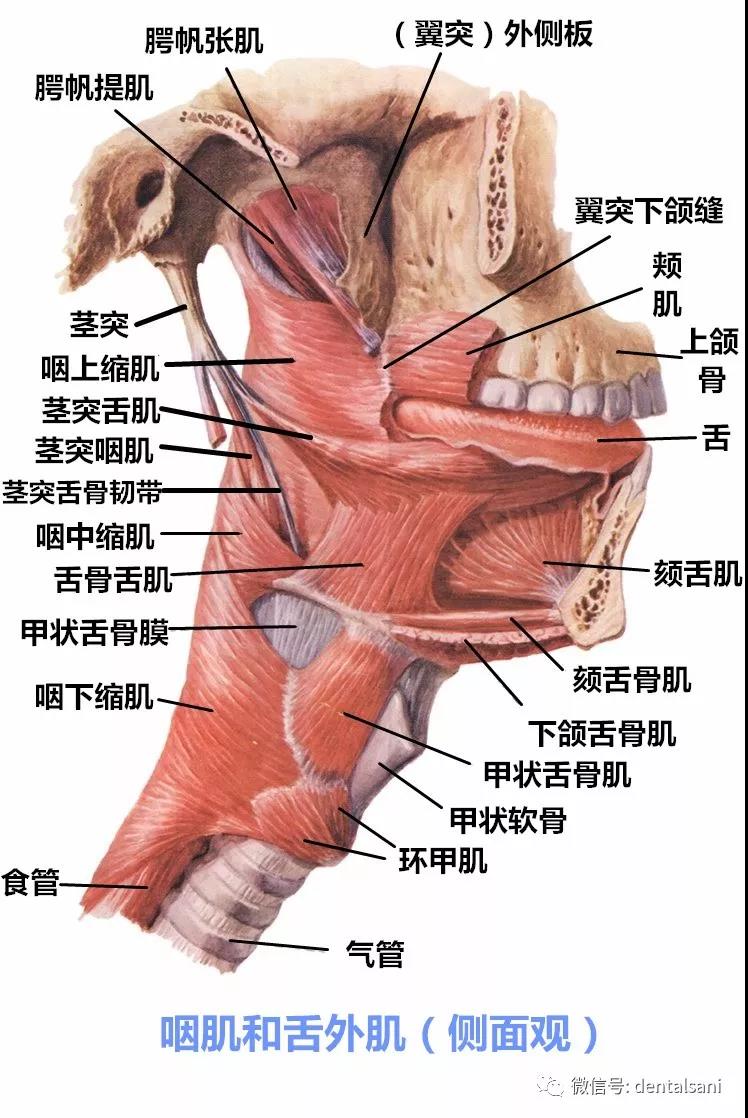 牙医干货值得收藏的口腔解剖图和牙齿记忆口诀