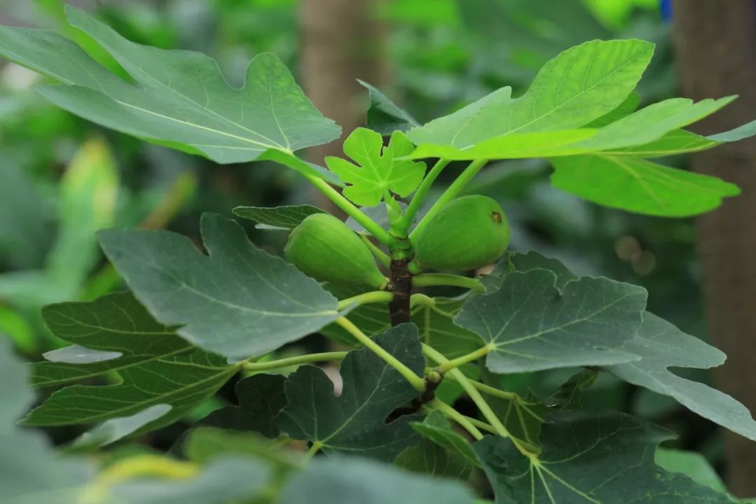 西浦草木一百九十七无花果