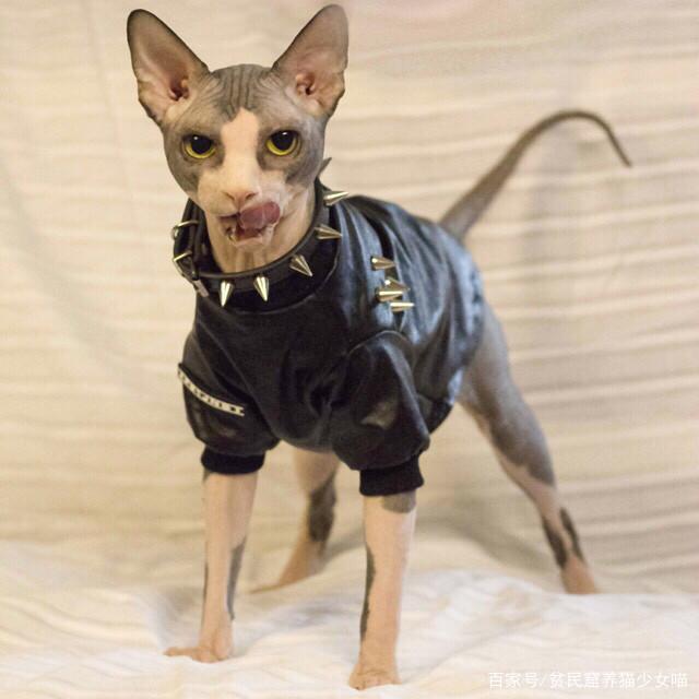 怎么看小猫有没有绒毛 daaa3baad54949748a94a6fdb8f421e7.jpeg