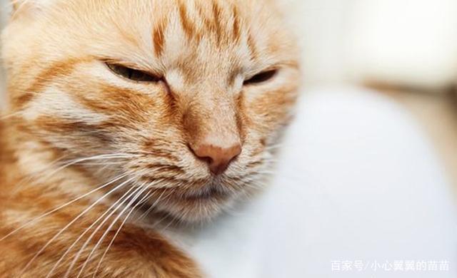 母猫发情期怎么办?铲屎官们可以这样解决,快来