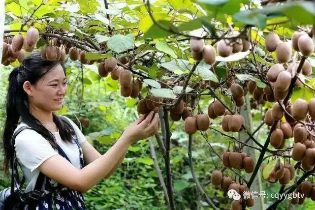 云阳秋季水果采摘,总有一款你喜欢的