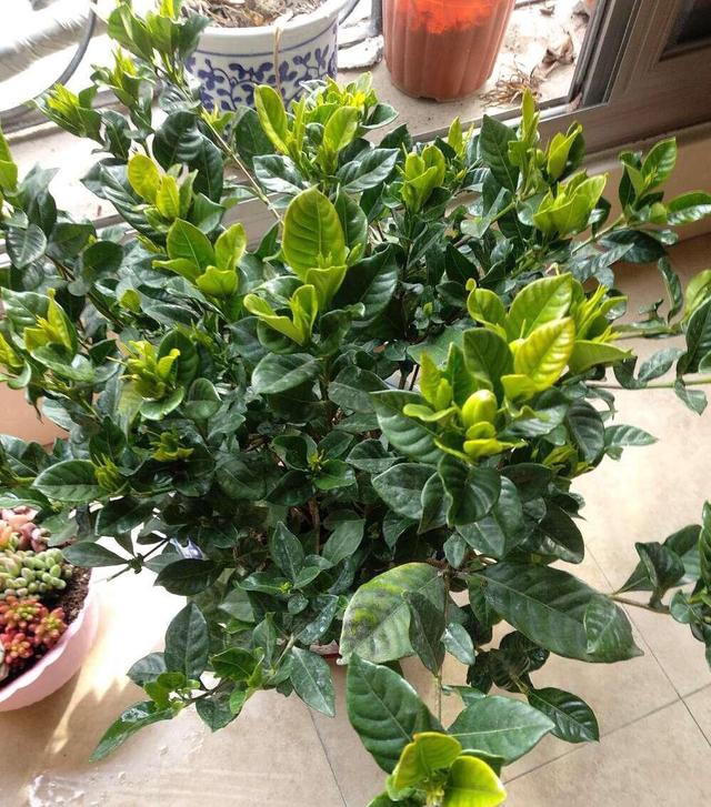 盆土干了就要浇水,但是不要让盆里有积水就好了,养室内的栀子花盆栽