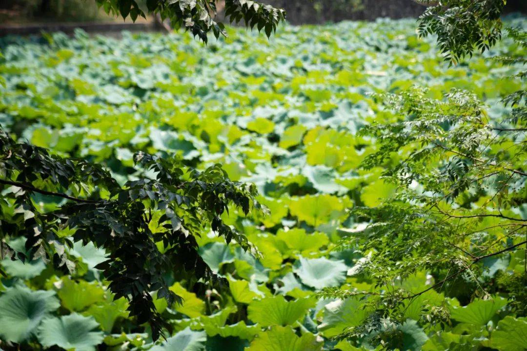 大花岭上的学校有很多论美食我只服汉口学院