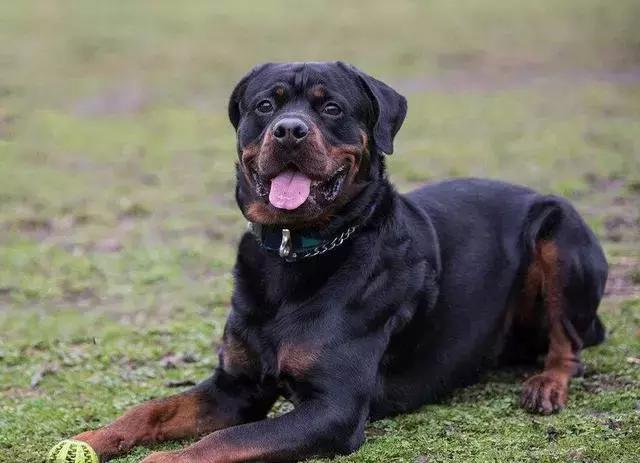 猛犬界最"垃圾"的犬,每次看到都让人生气_威纳