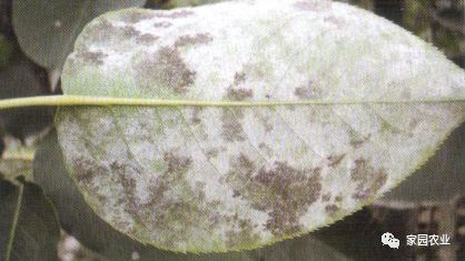 梨树叶背面有白斑是怎么回事?