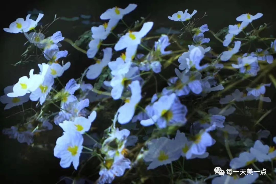 成语什么花流水_高山流水成语图片(3)