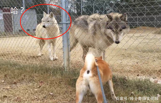 柴犬在動物園看到狼，結果卻跟對方吵起來，不就是二哈嗎？ 寵物 第4張