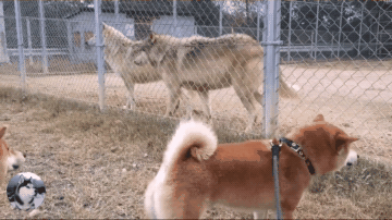 柴犬在動物園看到狼，結果卻跟對方吵起來，不就是二哈嗎？ 寵物 第7張