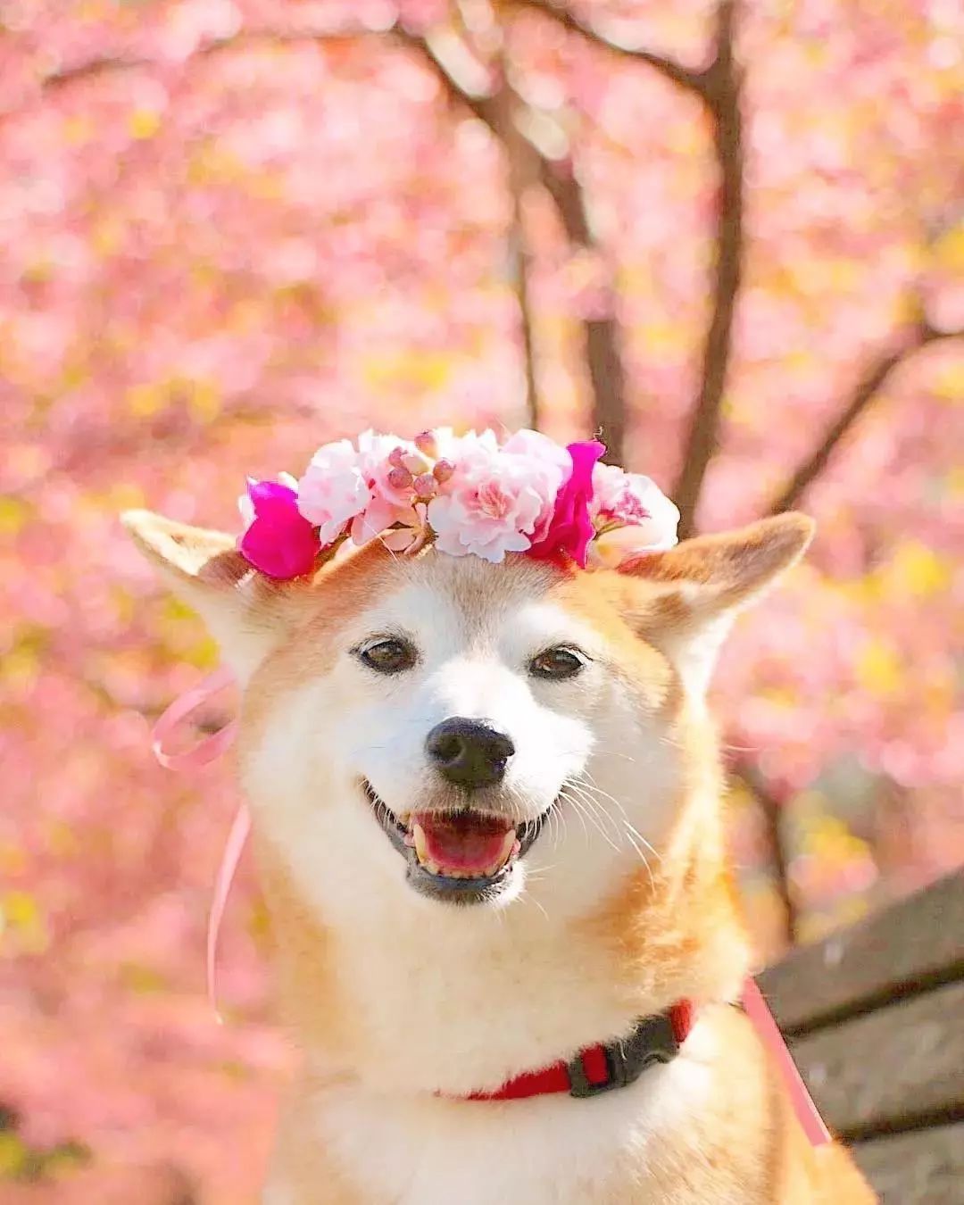 花海中的柴犬兄妹,用笑容治愈3万人,背后的故事却让人