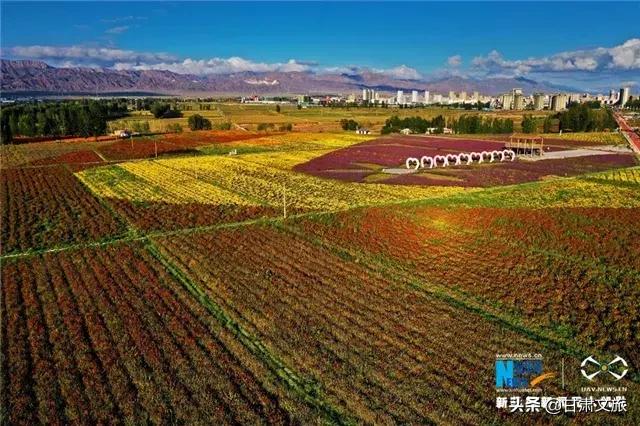 航拍甘肃山丹五彩花海 繁花"簇"城如入画境