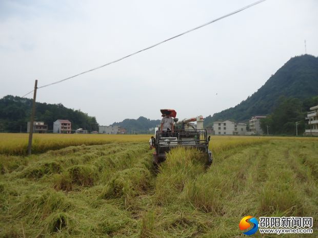 新邵县陈家坊镇:田园秋收忙