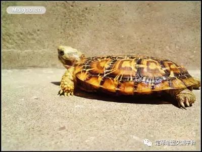 乌龟的排名_乌龟卡通图片(2)