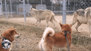 柴犬在動物園看到狼，結果卻跟對方吵起來，不就是二哈嗎？ 寵物 第5張