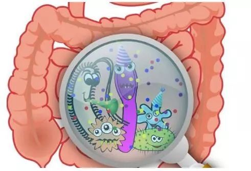 faseb j 新发现 科学家在胎儿肠道中发现真菌dna的存在 研究