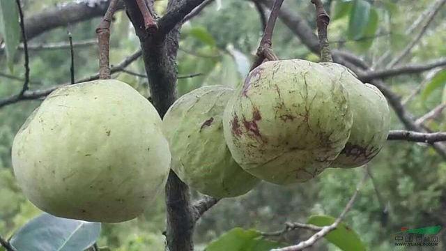 蒜头 56a5a9690a0b43ebb9070dfaf67ff5e4.jpeg