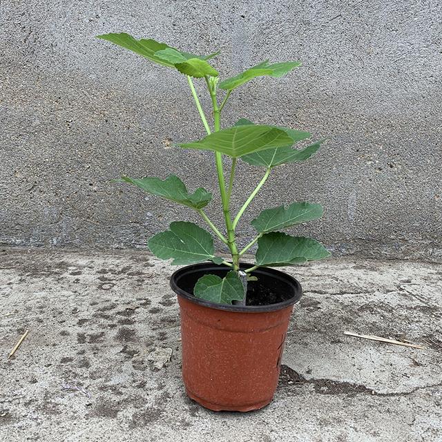 不同药剂处理对无花果扦插生根的影响